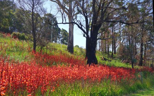 real living photoart | Laraine Richardson | fine art photography | Central Coast | Australia