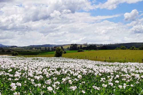 real living photoart | Laraine Richardson | fine art photographic prints | Central Coast | Australia | Northern Tasmani Australia