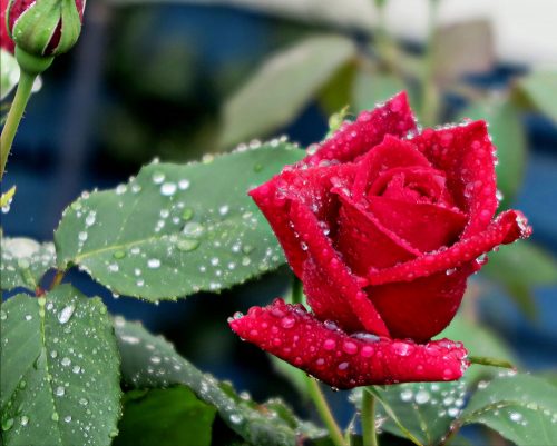 real living photoart | Laraine Richardson | fine art photography | Central Coast | Australia